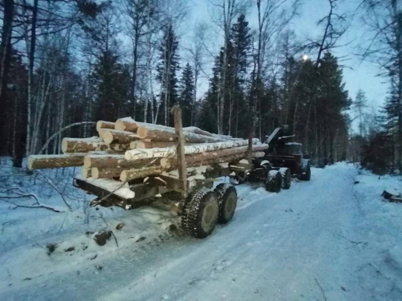 Полицейскими в Лесосибирске возбуждены 8 уголовных дел в отношении подозреваемого в контрабанде древесины